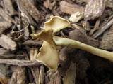 Helvella latispora image