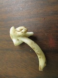Helvella latispora image
