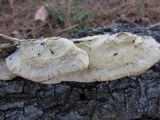 Trametes gibbosa image