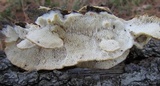 Trametes gibbosa image