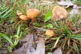 Laccaria bicolor image