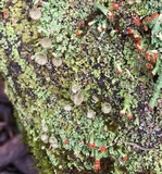 Cladonia pleurota image