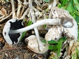Coprinellus flocculosus image