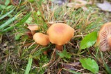 Laccaria bicolor image