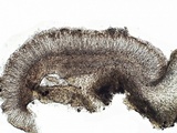 Collema tenax var. tenax image