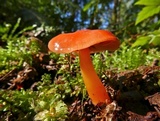 Hygrocybe psittacina var. perplexa image