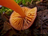 Hygrocybe psittacina var. perplexa image