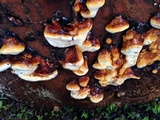 Fomitopsis mounceae image