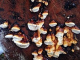 Fomitopsis mounceae image