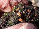 Pulvinula archeri image