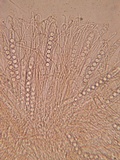 Pulvinula archeri image