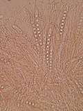 Pulvinula archeri image