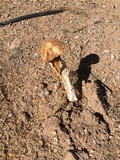 Battarrea phalloides image