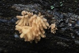 Arcyria obvelata image