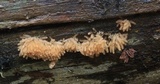 Arcyria obvelata image