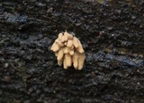 Arcyria obvelata image