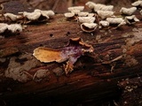 Hypomyces rosellus image