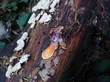 Hypomyces rosellus image