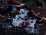 Hypomyces rosellus image
