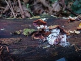Hypomyces rosellus image