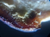 Hypomyces rosellus image