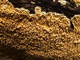 Pirex concentricus image