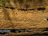Pirex concentricus image