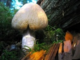 Cortinarius caperatus image