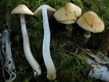 Cortinarius caperatus image