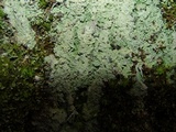 Baeomyces rufus image