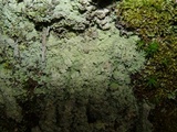 Baeomyces rufus image
