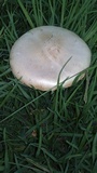 Amanita foetidissima image