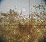 Hebeloma velutipes image
