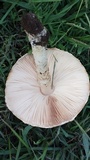 Amanita foetidissima image