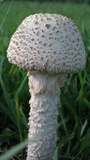 Amanita foetidissima image