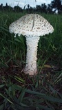 Amanita foetidissima image
