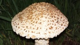 Amanita foetidissima image