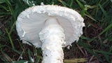 Amanita foetidissima image