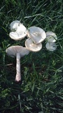 Amanita foetidissima image