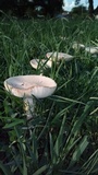 Amanita foetidissima image