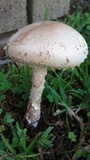 Amanita foetidissima image