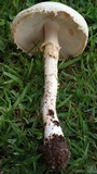 Amanita foetidissima image