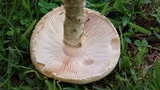 Amanita foetidissima image