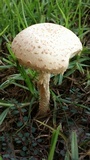 Amanita foetidissima image