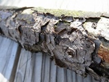 Bjerkandera adusta image