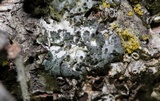Physcia biziana image