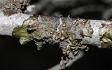 Melanohalea subolivacea image