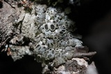 Physcia biziana image