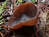 Plicaria endocarpoides image