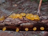 Heterotextus luteus image